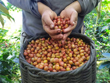 Load image into Gallery viewer, Terra Coffee Natural Pink Bourbon, Huila Colombia
